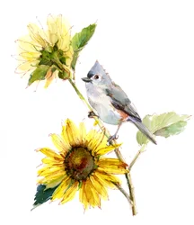 Meise mit Sonnenblume, 2016